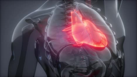 Human-Heart-Radiology-Exam